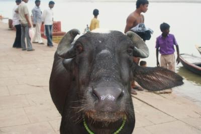 《 インド part6 》 バラナシ①