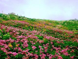 花を愛でる紀行！