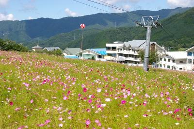 ［09］朴の木平スキー場の「コスモス」