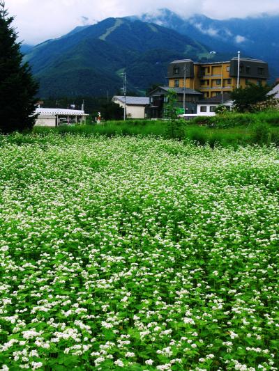 白馬東急ホテルと田園の情景　☆ソバの花咲いて