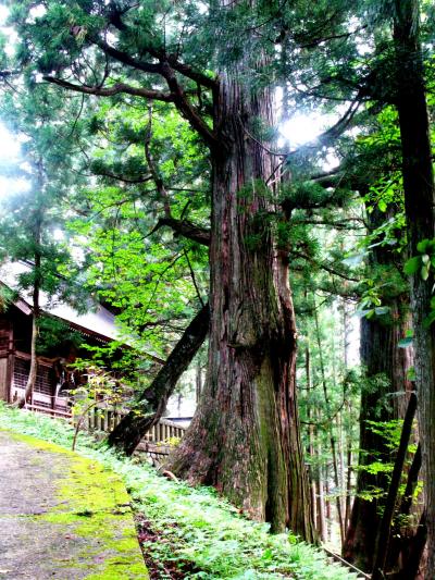 白馬村の諏訪神社にお参り　☆杉の巨樹に囲まれて