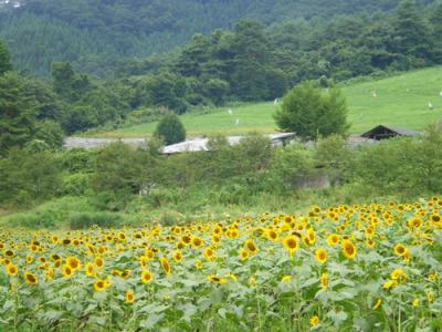四万・沢渡なんにもしない旅(4)
