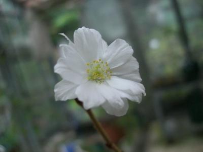 9月でも桜が見たいと花と緑の振興センターへ