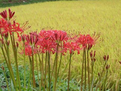 彼岸花（曼珠沙華）