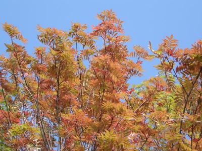 '09秋釧路　9月13日　街中も早、紅葉！