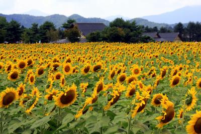 花の都公園のひまわり