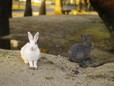 しまなみ海道うさぎ３羽旅：：：その１　ウマウマ瀬戸内美味編：：：