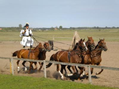 ハンガリー、ブガシュ・プシュタの乗馬ショー