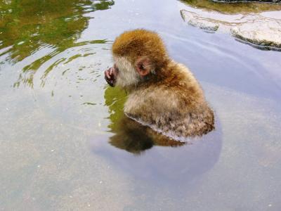 志賀高原　秋山郷　日光に行こう