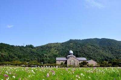 まだ早い秋桜を追って（1）文芸の郷