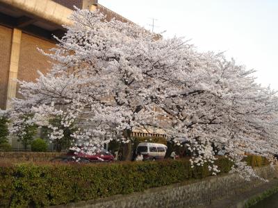 京都・春・桜