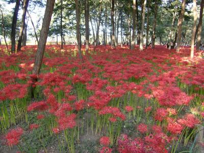曼珠沙華＠巾着田～きままOLうめこのたびにっき～