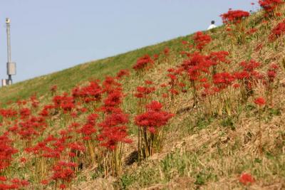 荒川土手沿いウォーキング