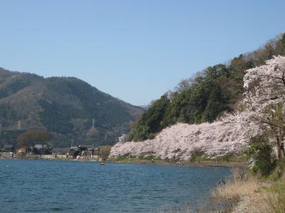 雲一つない晴天の下、湖面に煌く海津大崎の桜並木に見惚れて