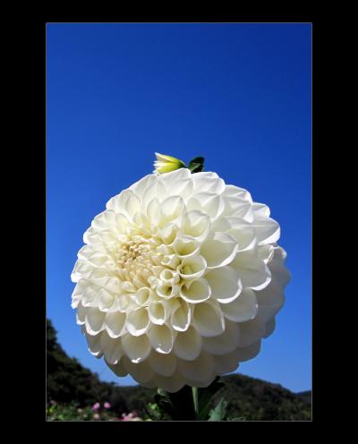 ひとり旅 ★ＢＥＳＴ ＰＨＯＴＯ お花畑が満開でした～♪♪＜さわやかな秋空の世羅高原♪＞広島県世羅町