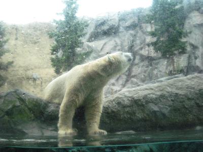 旭山動物園・札幌二泊三日の旅　