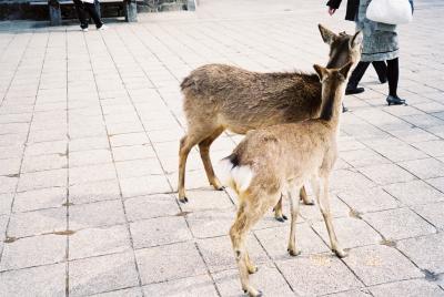 尾道、広島、宮島の旅　＜３日目・最終日＞