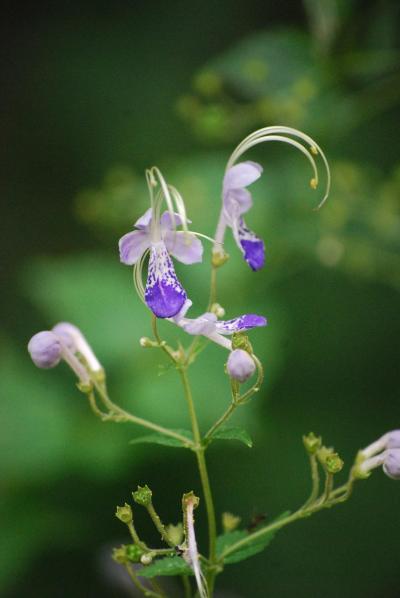 秋の花を求めて東御苑を訪問する①入り口より二の丸庭園迄