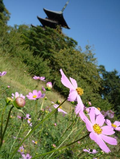 コスモスと彼岸花が咲く美しい五重の塔　備中国分寺　
