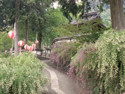 但馬・播磨花紀行　その１　高照寺の白萩