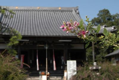 長浜市・神照寺の萩