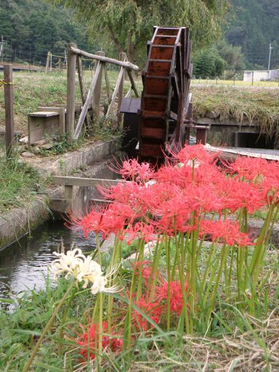 但馬・播磨花めぐり　その２　多可町の彼岸花