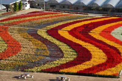 世羅高原の花々（ダリア・ゆり・ケイトウ）