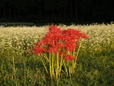 曼珠沙華