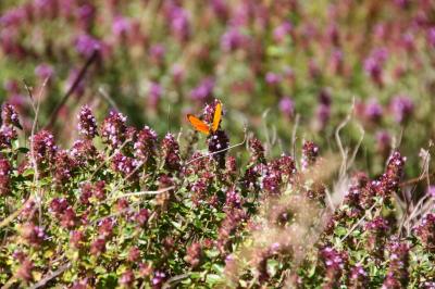 ピレネーへ(17) 蝶よ、花よ、：Parc Natural vall de Sorteny ～2009年 夏休み～