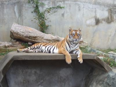 日立市かみね動物園①