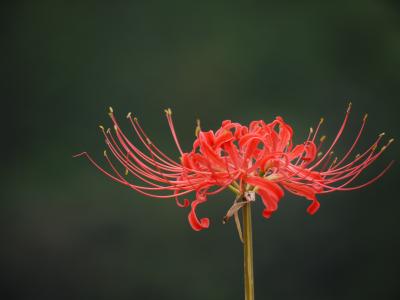 三重　亀山の彼岸花