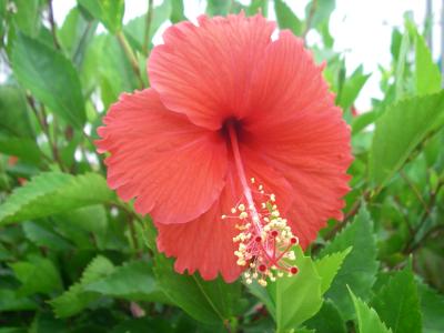 ミステリーツアーｉｎ久米島