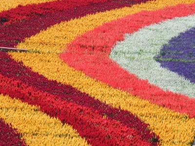 ２００９　秋のお花見ドライブ　その２　≪世羅ゆり園≫