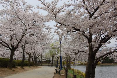 ビジネスついでの観光　その２　韓国　桜満開の慶州