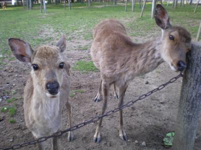 勢いで行く京都一人旅(3)(奈良編)
