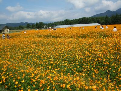 山中湖　花の都公園のキバナコスモス