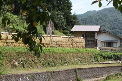 島根県（自）【41】　龍頭が滝   八重滝