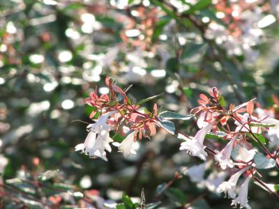 初秋の智光山公園へ様々な夏と秋の花を愛でに