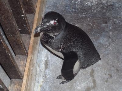 掛川花鳥園とニューフジヤホテル