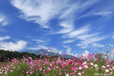 黒姫高原、妙高山の麓、コスモス、ダリアが青空に映える　/長野県