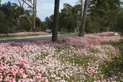 友達を訪ねてパースへ♪
