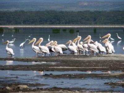 ナクル湖国立公園（ケニア）