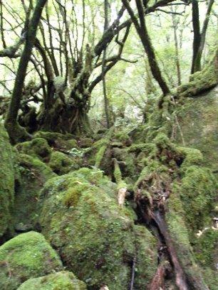 屋久島へＧＯ！！(白谷雲水峡)