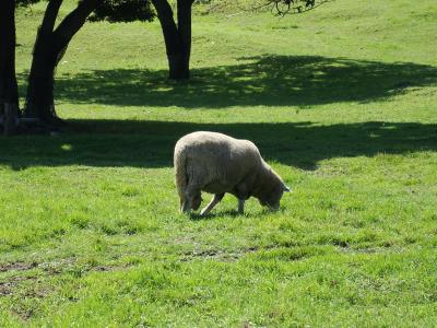 09年 伊香保グリーン牧場へひつじに会いに行きました♪
