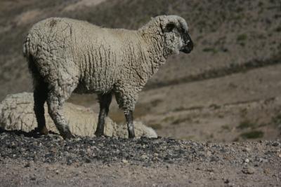 湯めぐりペルー②　プーノからコルカ渓谷編