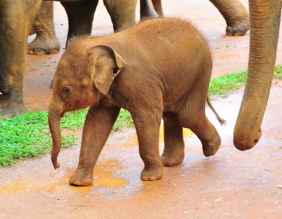 Sri Lanka　　11 象の孤児院  （２） 象の行進