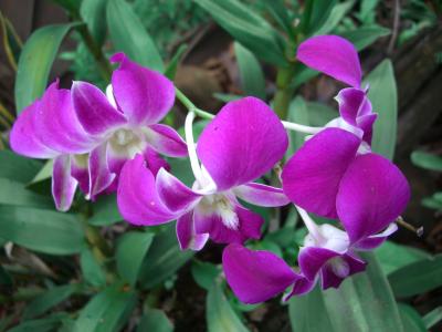 パ ク セ ー あ っ ち こ っ ち ~ その1 ~