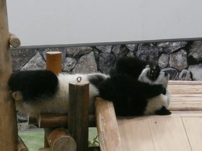 draken初の 生パンダ