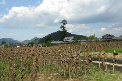 まんのうの向日葵刈り取り作業