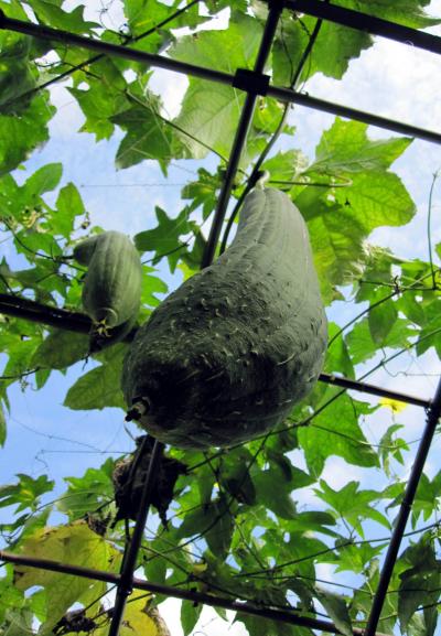 ひとり旅 ［621] ＳｅｒａＷｉｎｅｒｙ＜フレッシュ市場で新鮮な野菜を買って\（＾＿＾）♪＞広島県世羅町